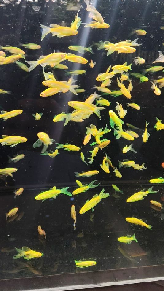 斑马鱼还得是长鳍蝶翼斑马鱼才好看,放在水草鱼缸更好看