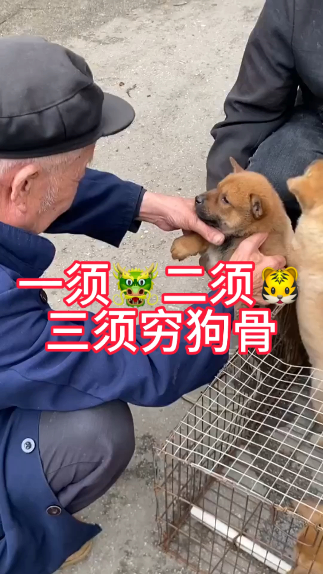 狗狗胡须数量有什么含义