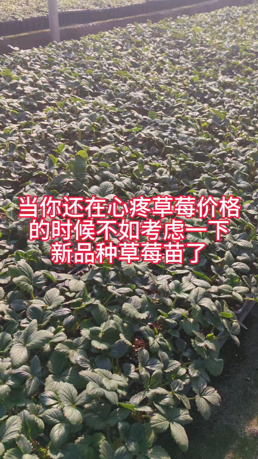 早熟草莓苗新秀,金刚二号草莓苗种苗基地