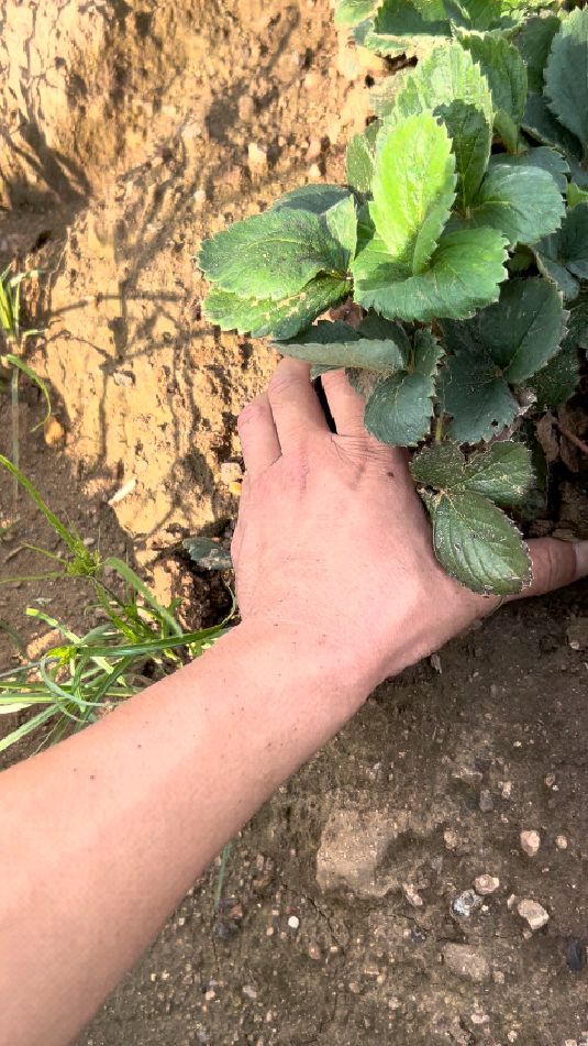 妙香七号草莓苗育苗基地