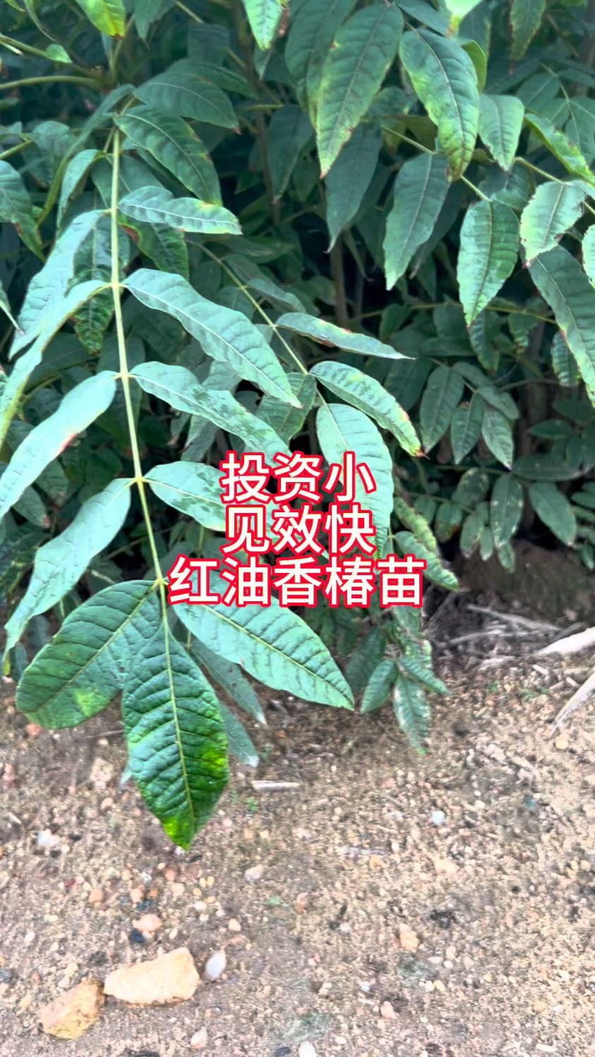 一年生矮化鸡冠红红油香椿苗基地