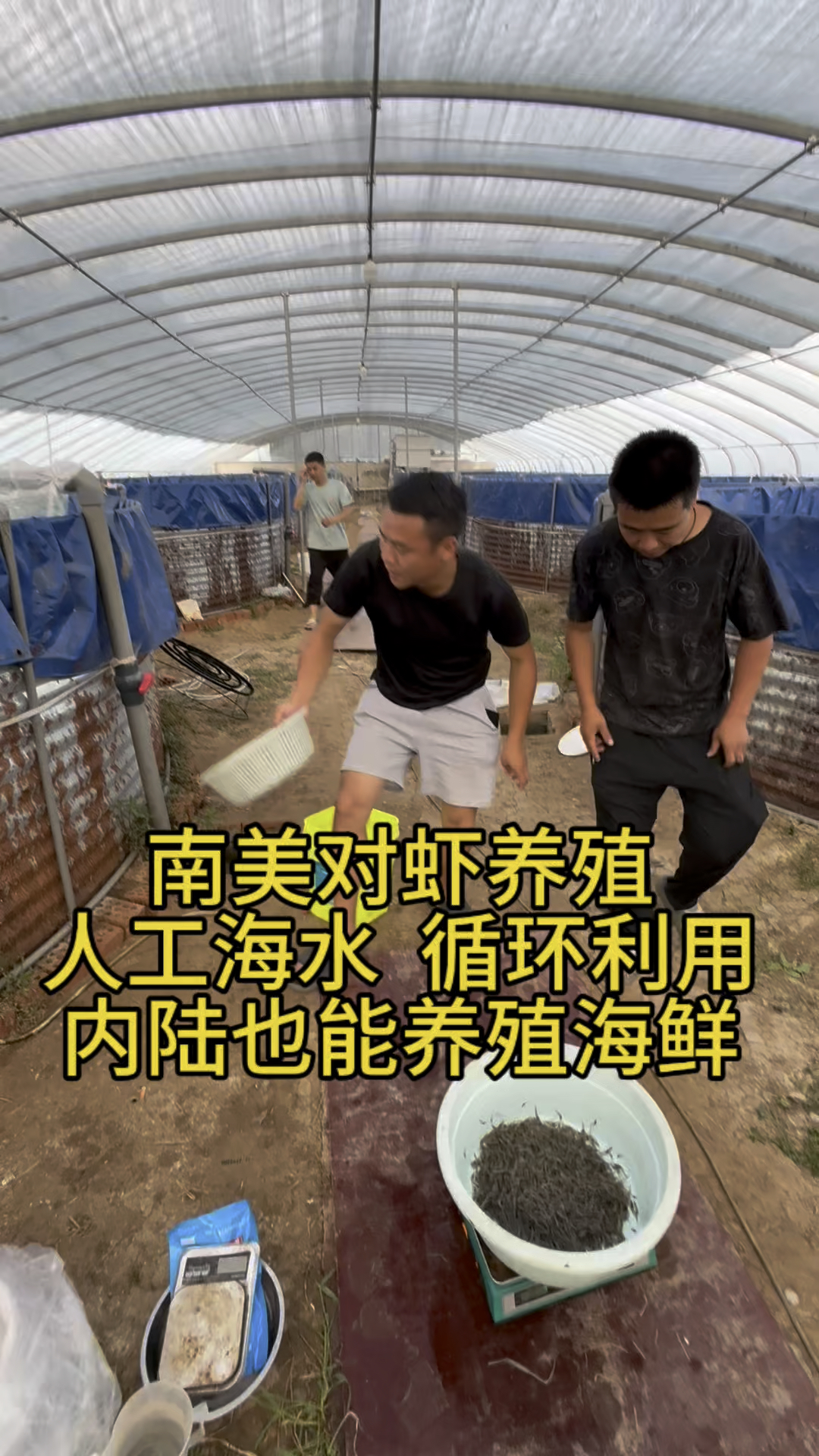 南美白对虾养殖技术