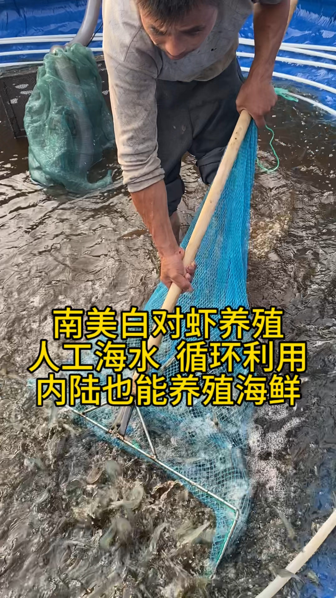 南美白对虾养殖技术