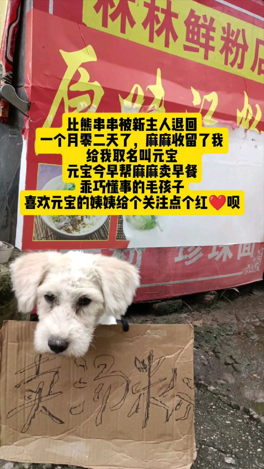 元宝帮麻麻卖汤粉,东张西望的样子好可爱