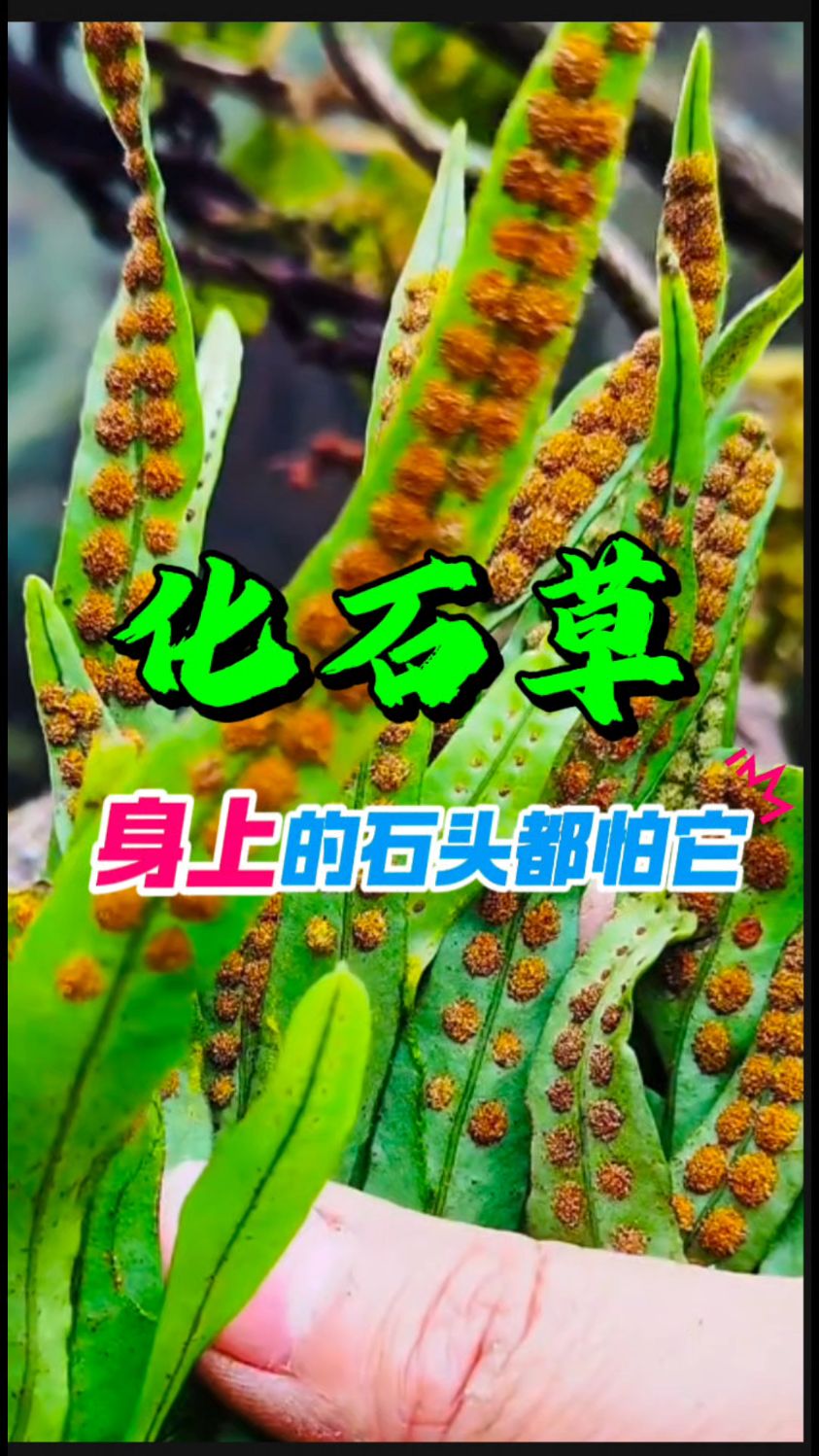 [化石草]一草破万石
