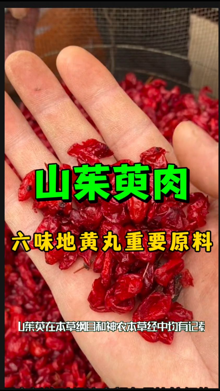 六味地黄丸重要原料之一的【山茱萸肉】