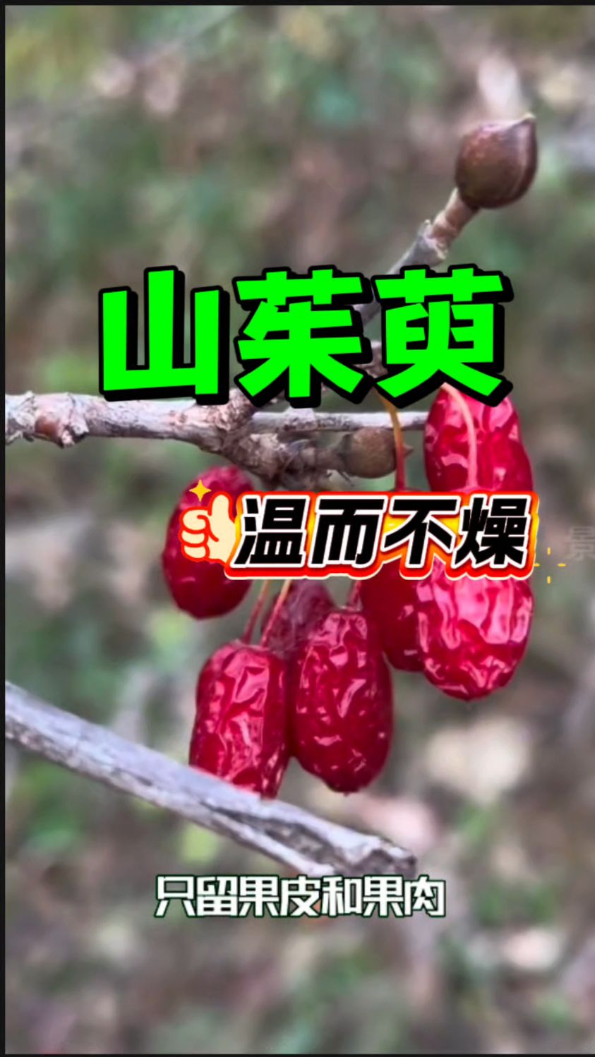 温而不燥的【山萸肉】