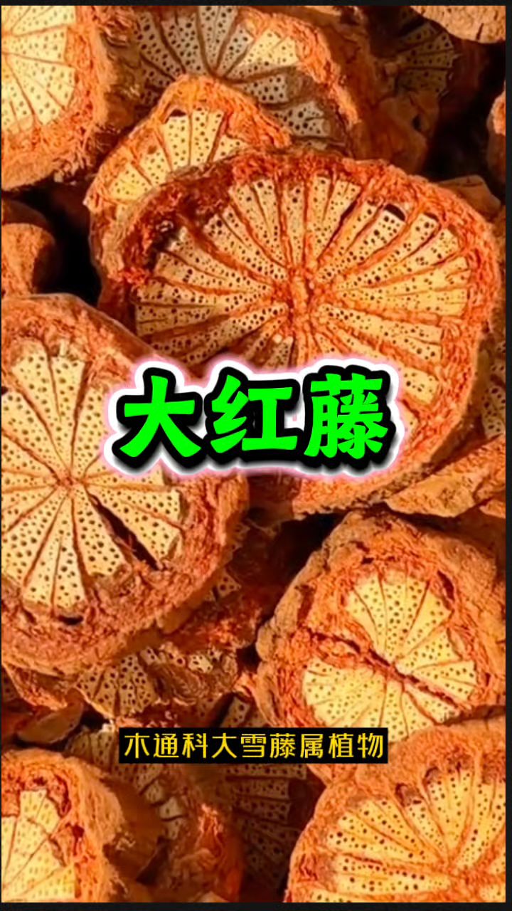 这就是深山里的【大血藤/红藤】