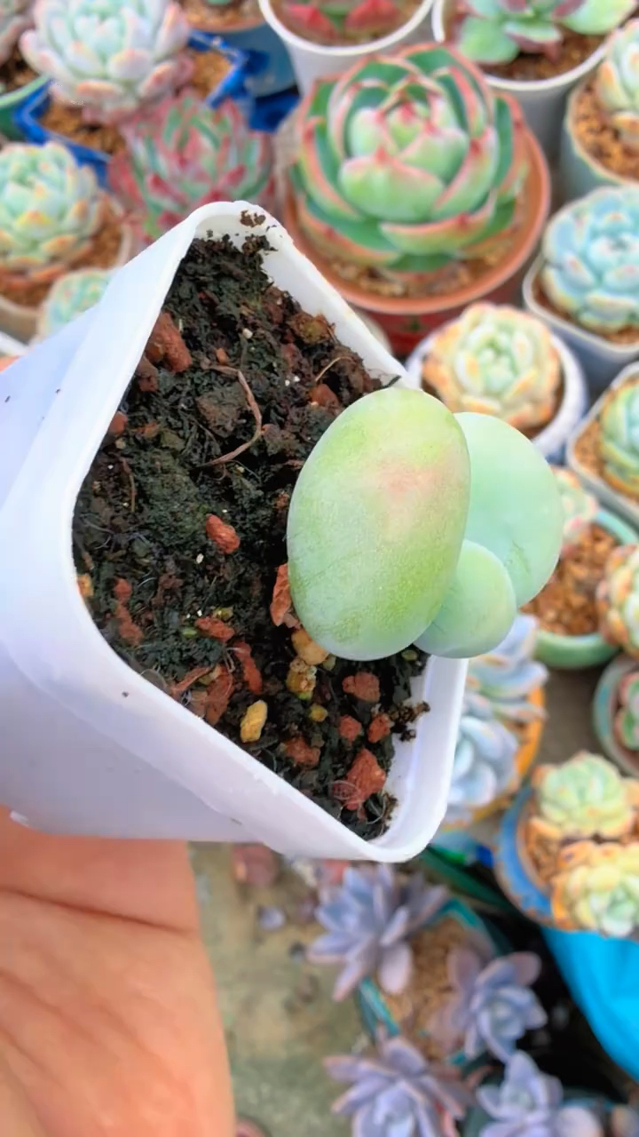 一想起会被我扔垃圾桶，它哪里敢嘎！#多肉植物#