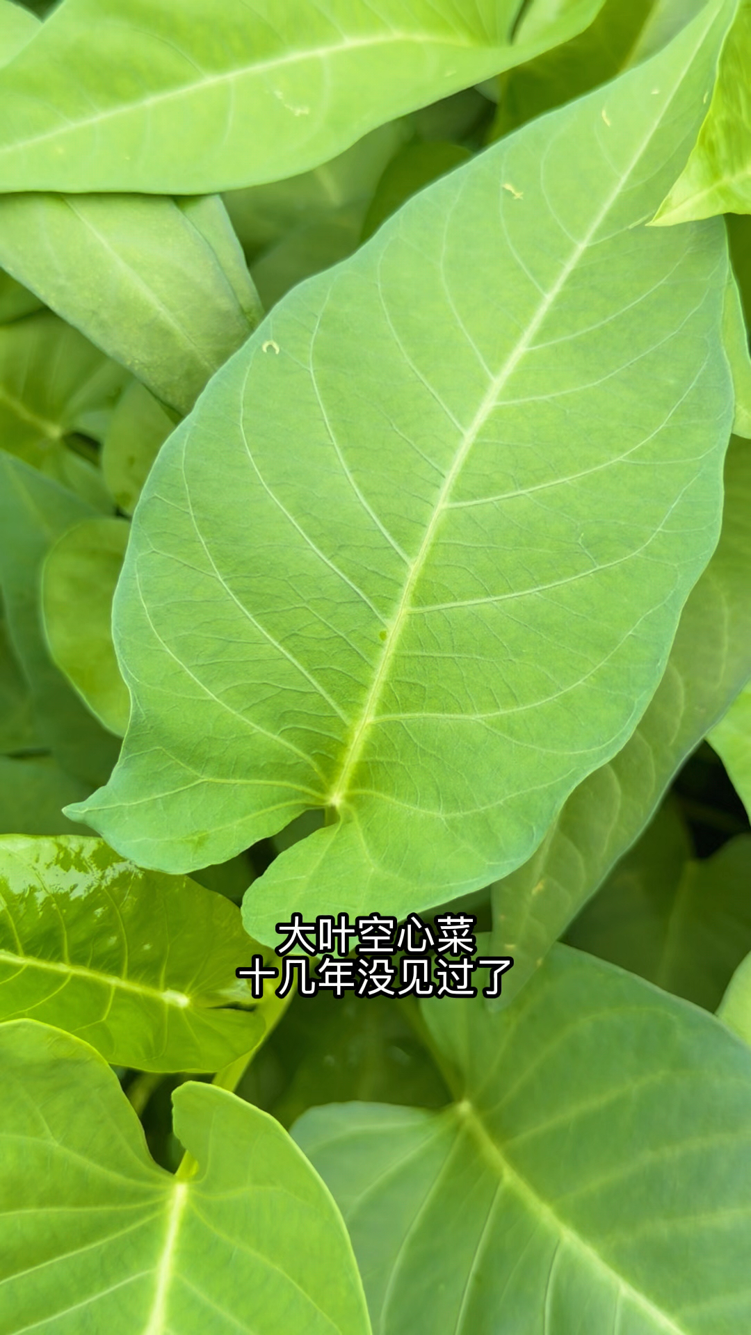 总算买对菜籽了，真正的大叶空心菜