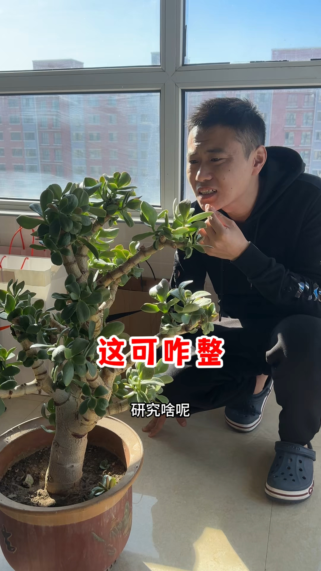 养了好多年的多肉,突然长出好多白点点,这可咋整?