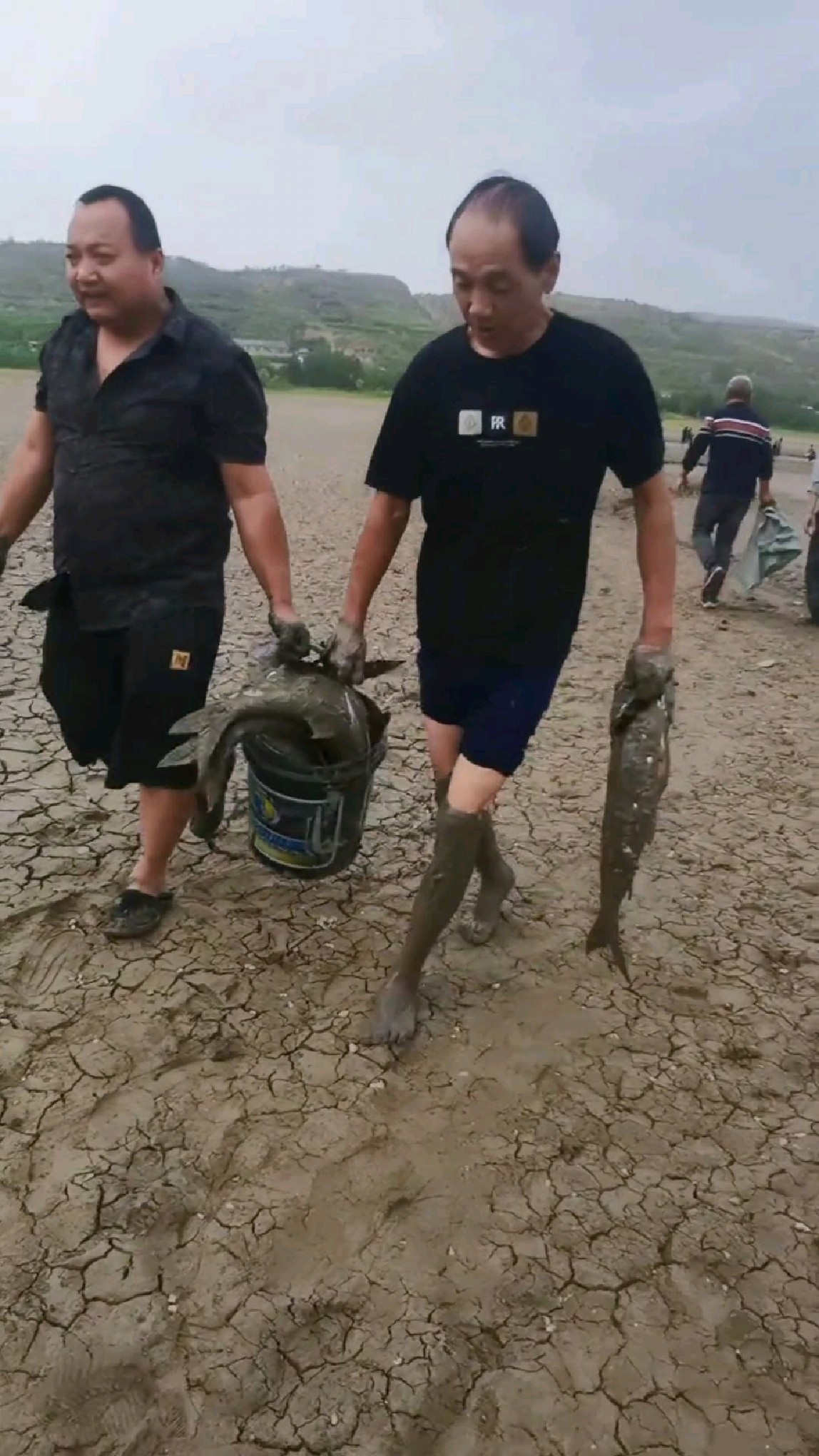 陕西咸阳一水库干涸,鱼竟然高达上万斤,网友:鱼多的头皮发麻