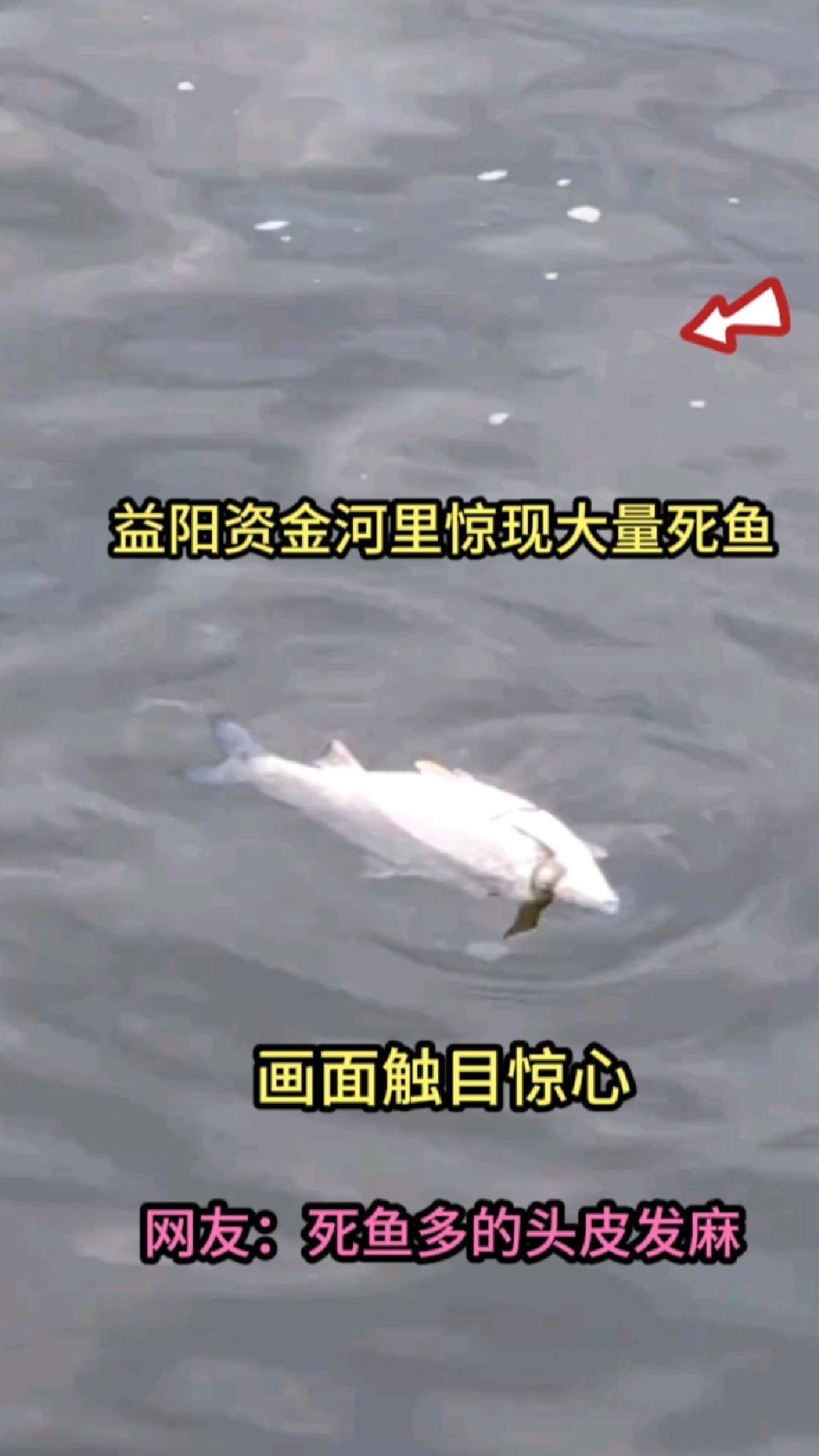 湖南益阳资江惊现大量死鱼,场面触目惊心,网友:必须严查此事!