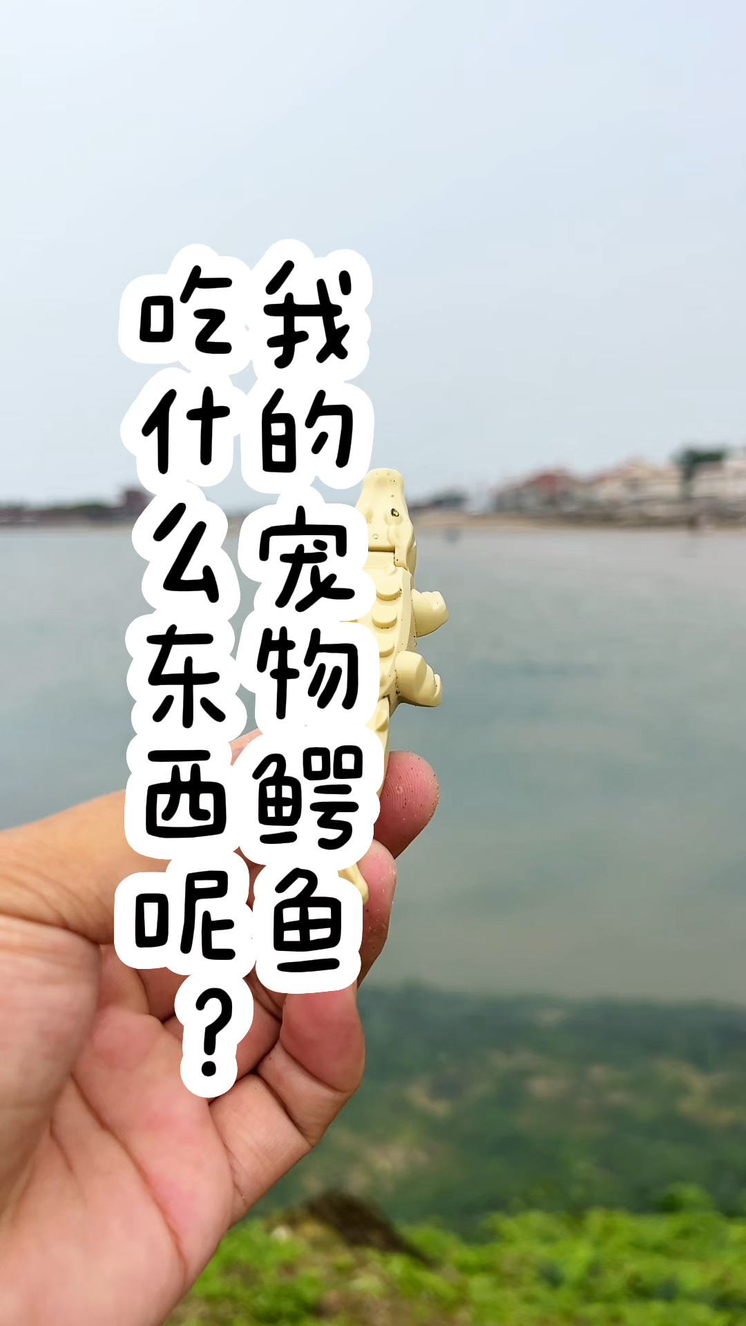 猜一下我的宠物鳄鱼吃什么?