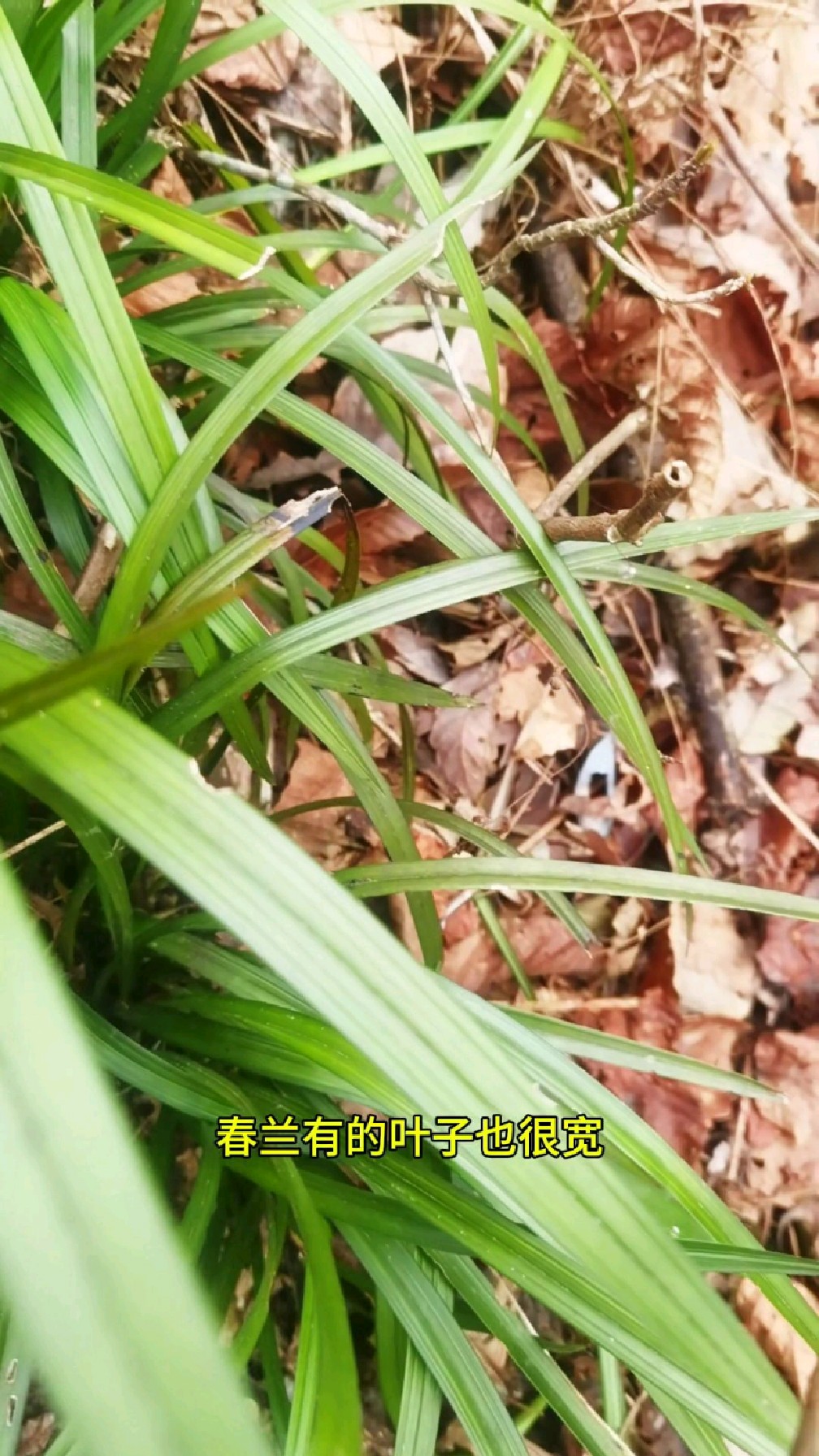 贵州不愧是兰花资源大省,山上兰花像韭菜一样难怪出很多名贵兰花