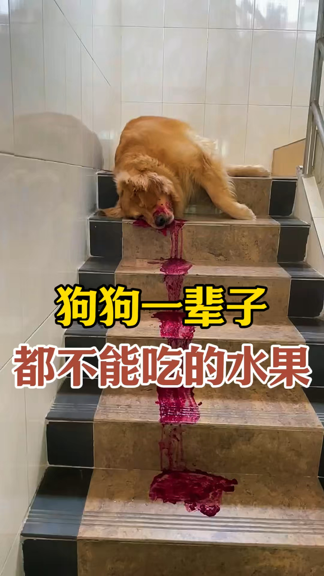 狗狗一辈子都不能吃的水果