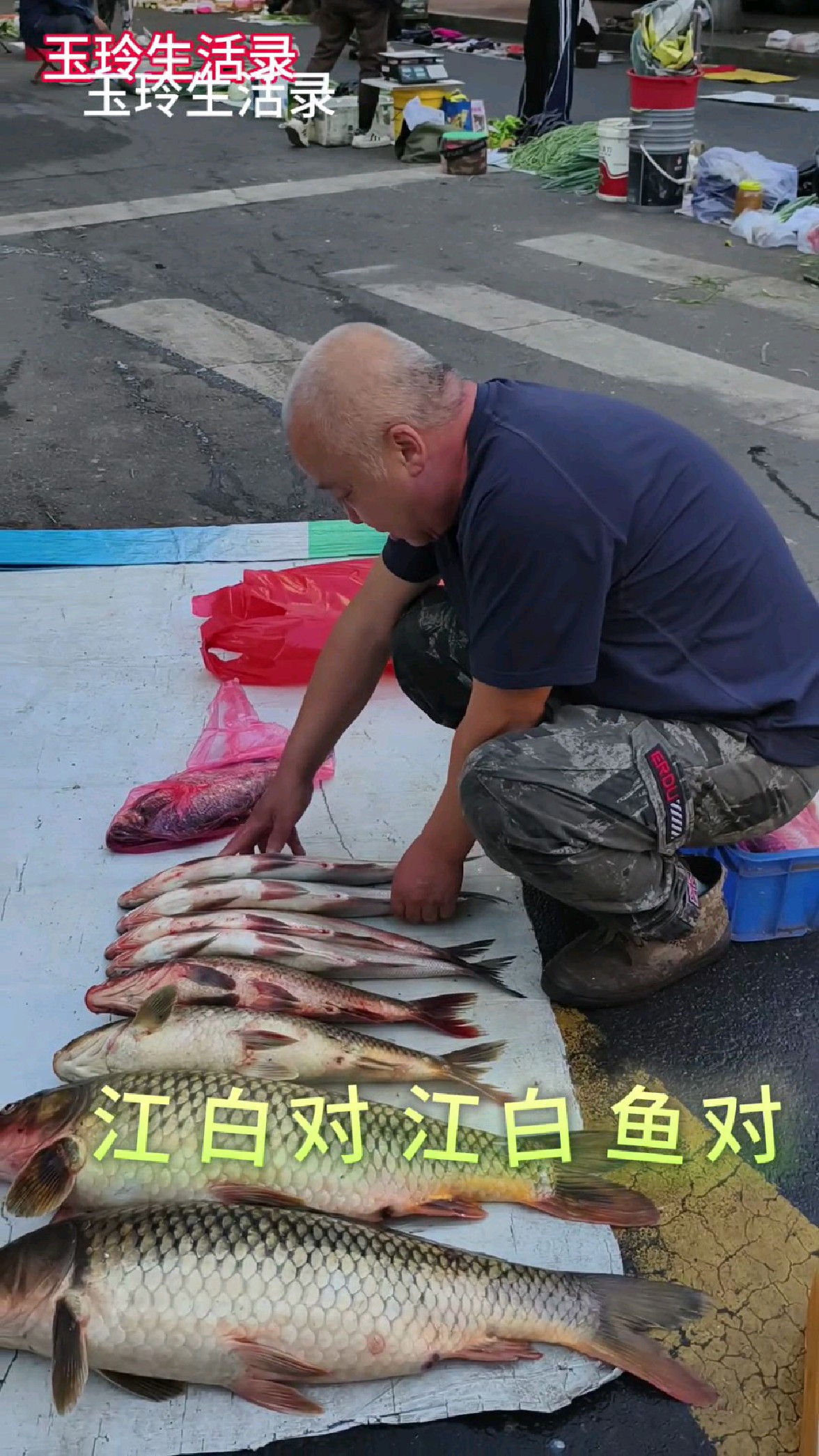 鹤岗这松花江大鲤鱼火了!28元一斤,鲜活诱人真招人稀罕