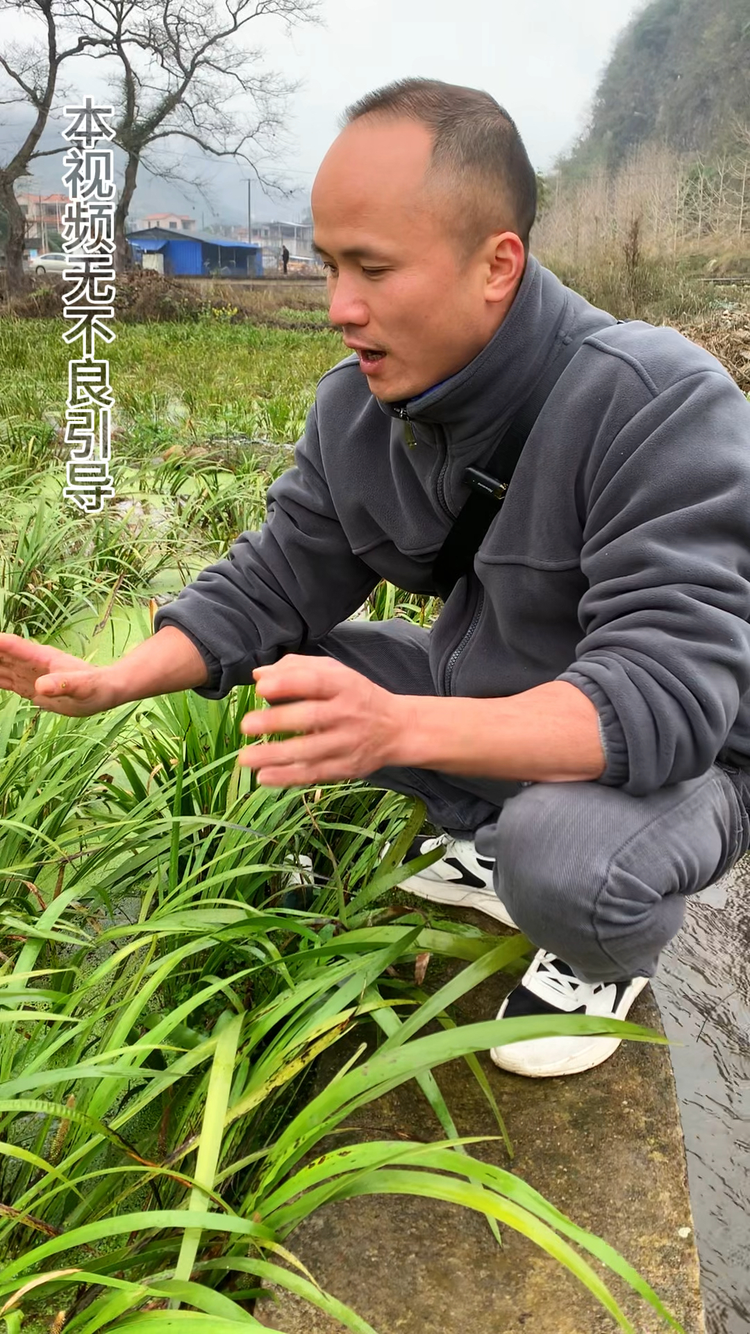 石菖蒲种植几年才能丰产?