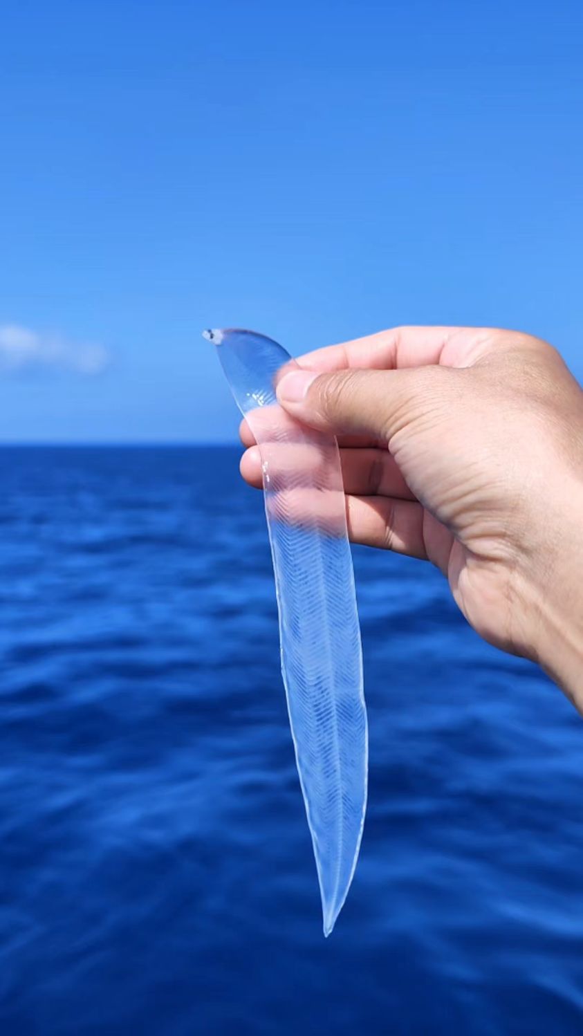 深海中的透明精灵,99%的人没见过的柳叶鳗。