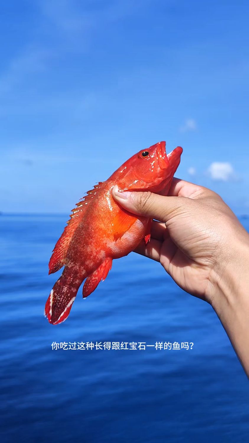好吃的石斑鱼——黑缘尾九棘鲈