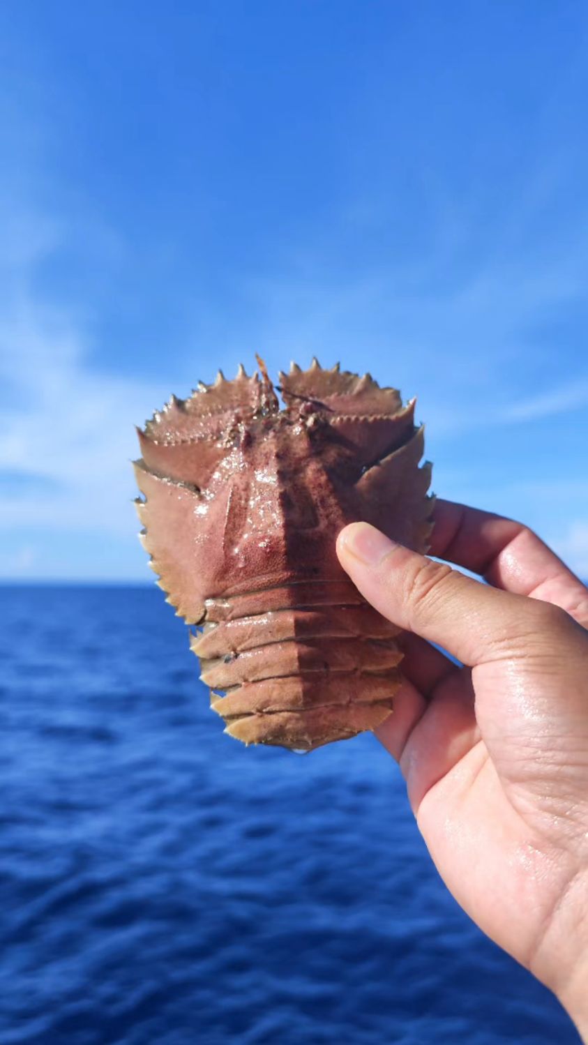 南海琵琶虾，你吃过吗？