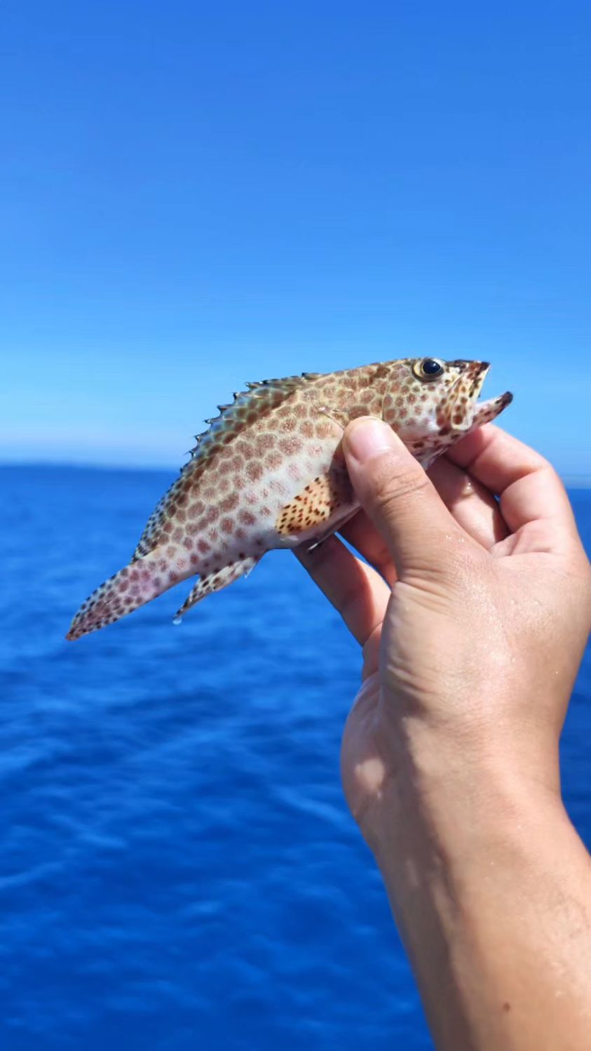 美味的“海鸡肉”——蜂巢石斑鱼