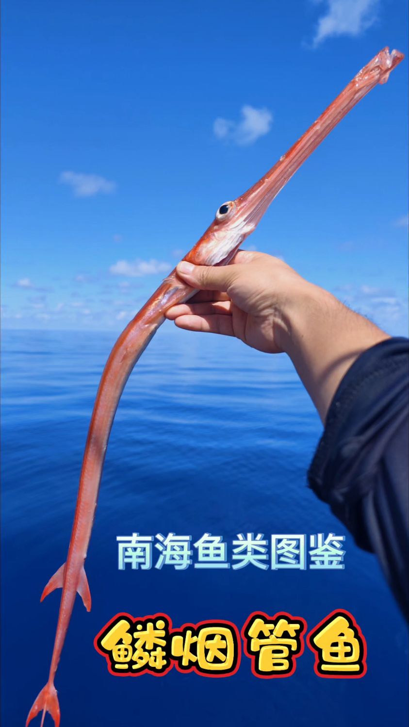 你见过嘴巴这么长的烟管鱼吗？