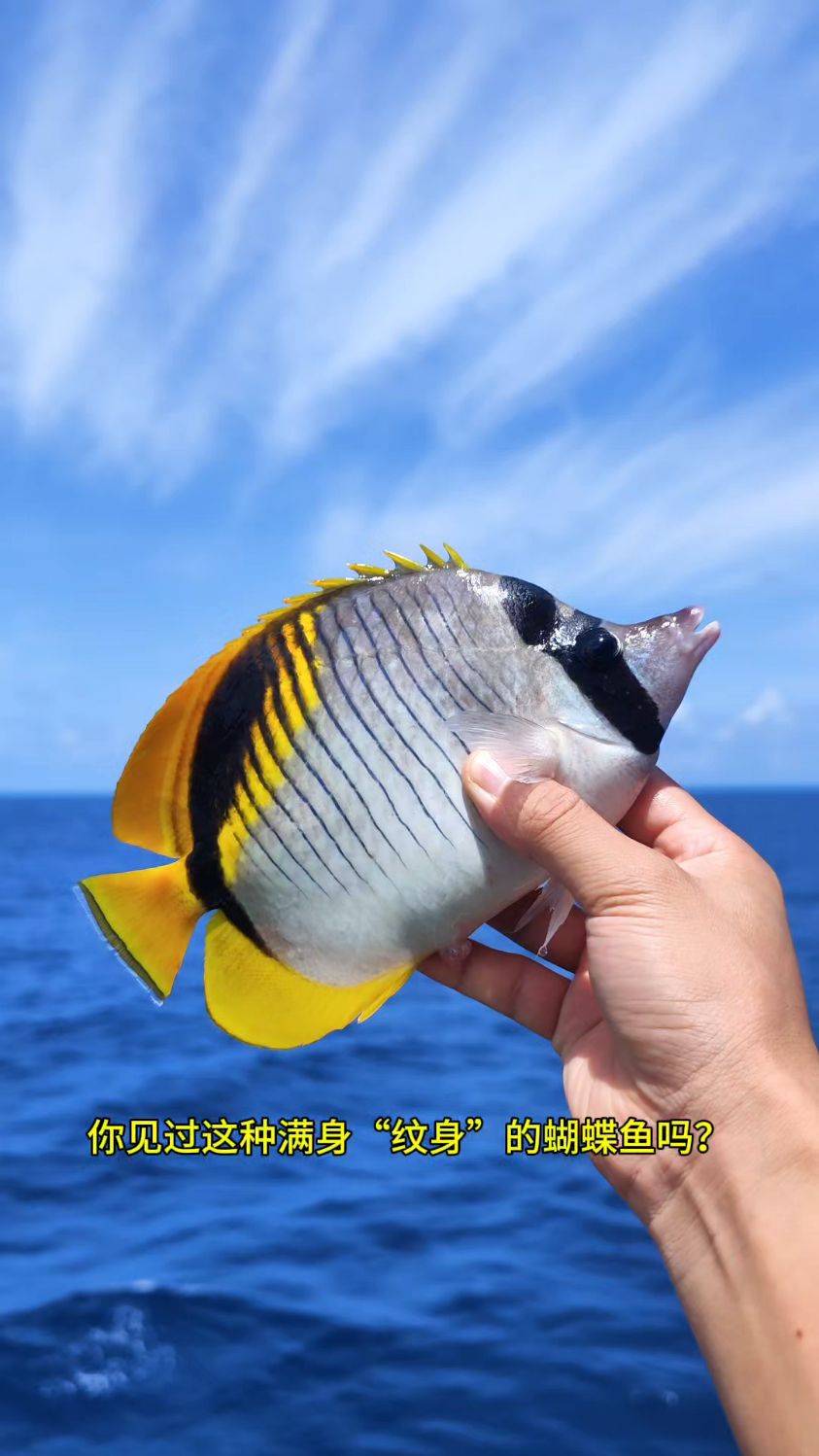 满身纹身的海底蝴蝶——纹身蝴蝶鱼