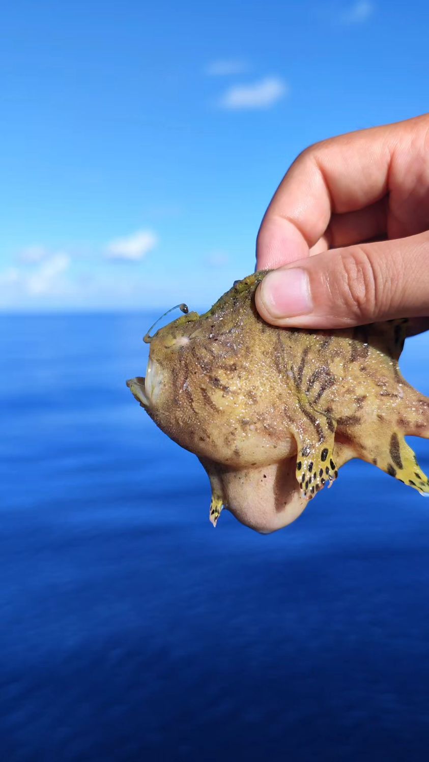 永不空军的海底钓鱼佬——五脚虎鱼