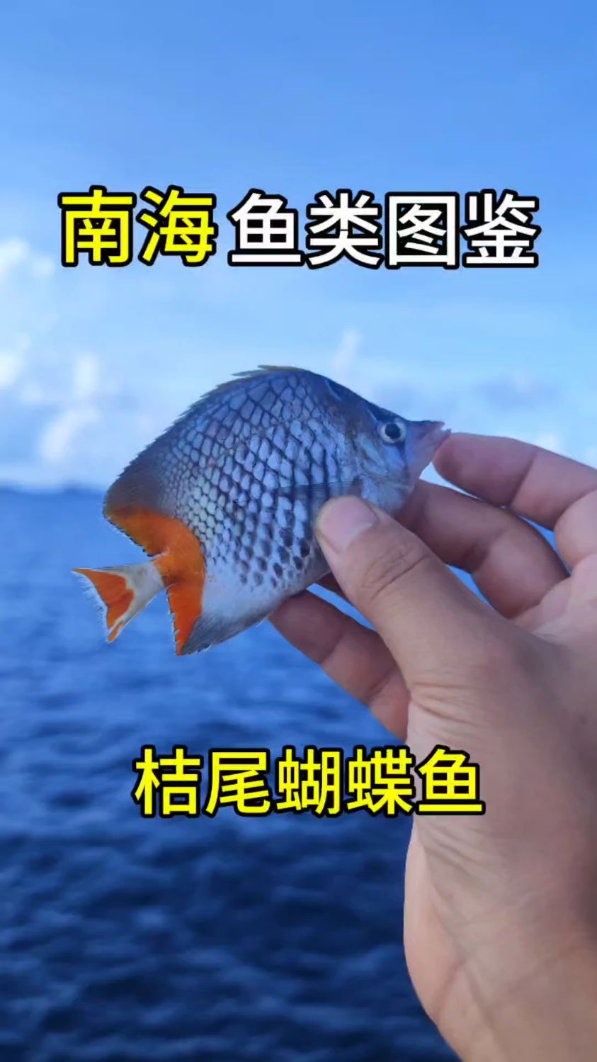 漂亮的桔尾蝴蝶鱼