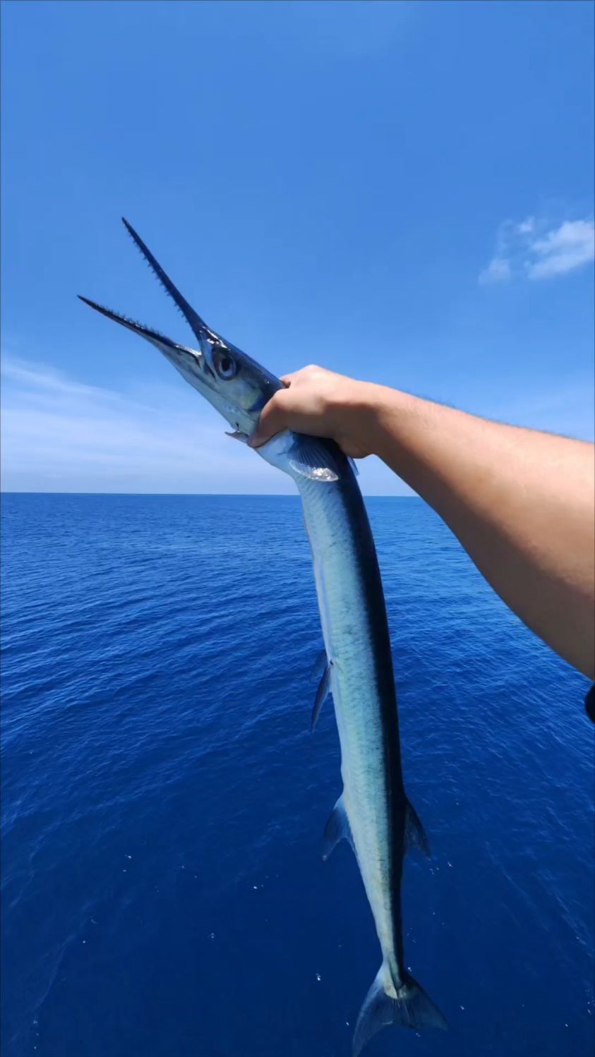 牙齿无比锋利的鳄形圆颌针鱼