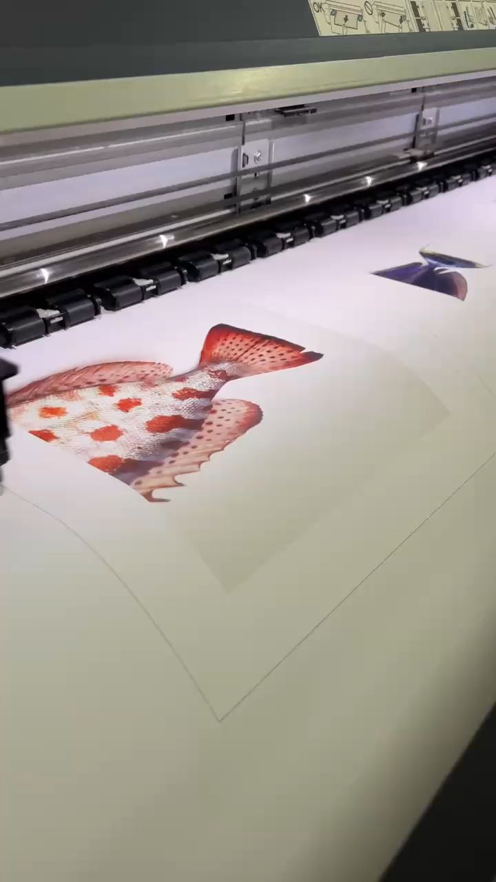 我的摄影作品——鱼尾
