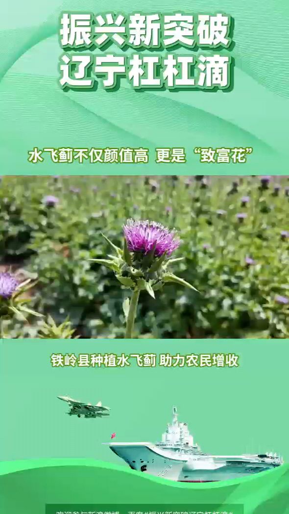 水飞蓟不仅颜值高 更是“致富花”