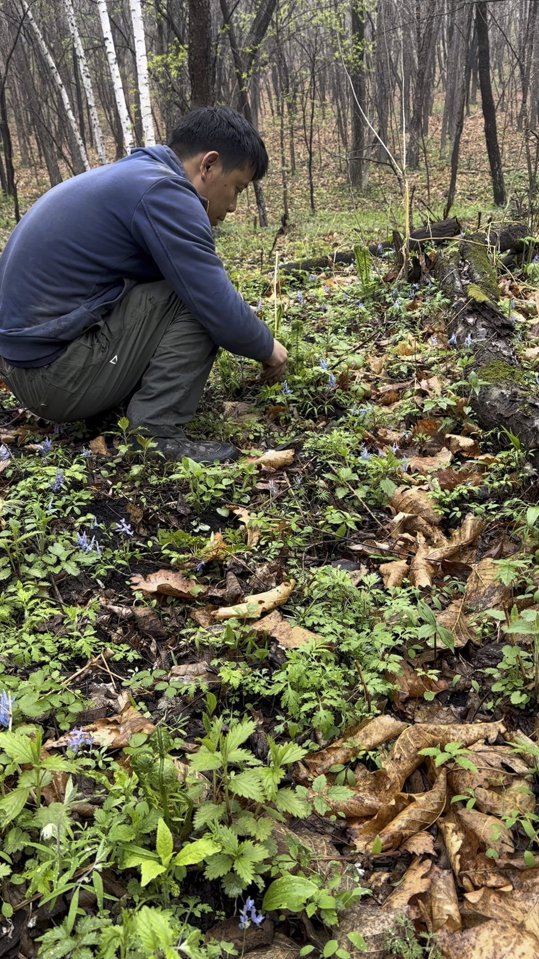下雨也要上山采野菜,一宁和老爸过岭采,黄瓜香嘎嘎粗实真带劲