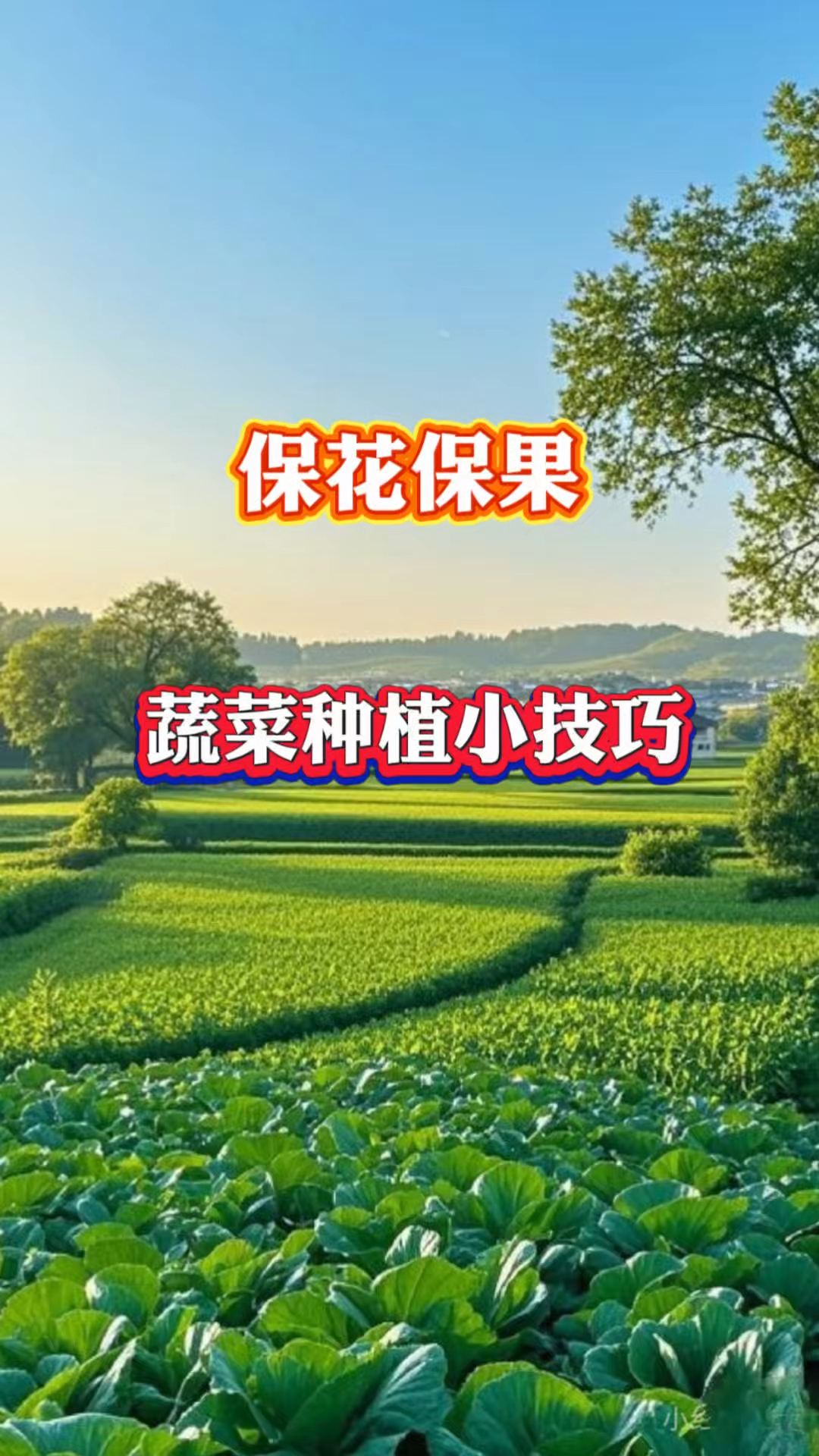 蔬菜种植小技巧，保花保果#三农种植#农业种植#种植小技巧