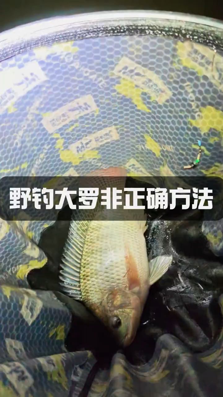 野钓大罗非正确的方法