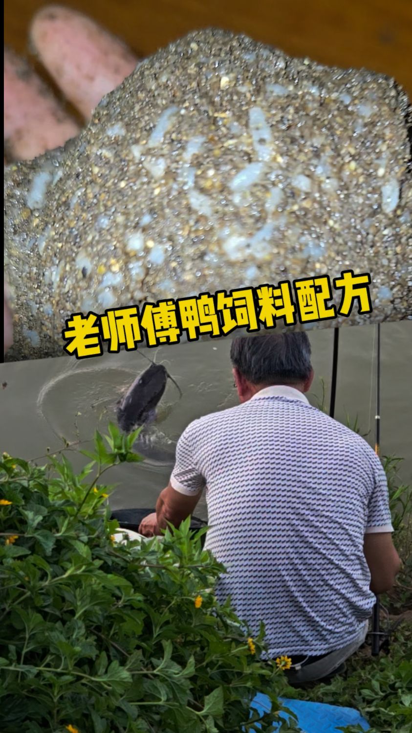 河边老师傅用了二十多年的鸭饲料野钓配方