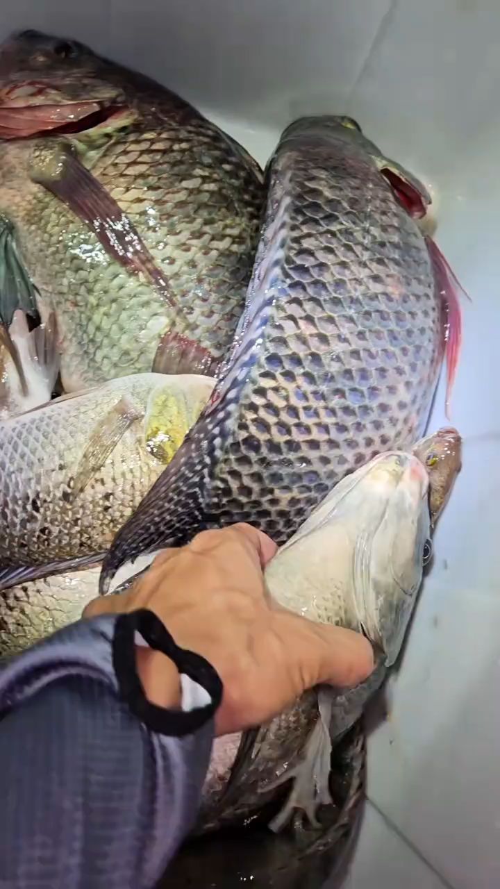 南宁郊区钓大罗非