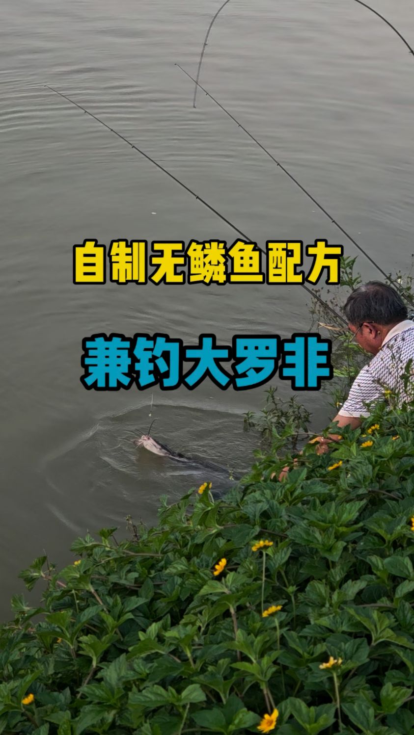 老师傅野钓秘方详细制作过程!主攻无鳞鱼、大罗非,不添加商品饵
