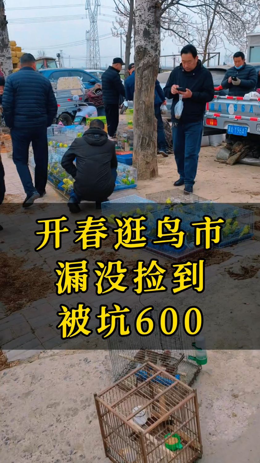 三月又去花鸟鱼虫市场捡漏,便宜没占,反被坑了600元