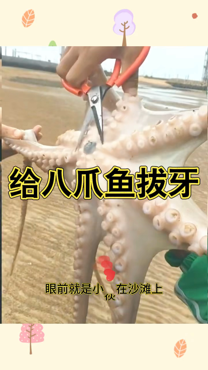 给八爪鱼拔牙,过程好解压