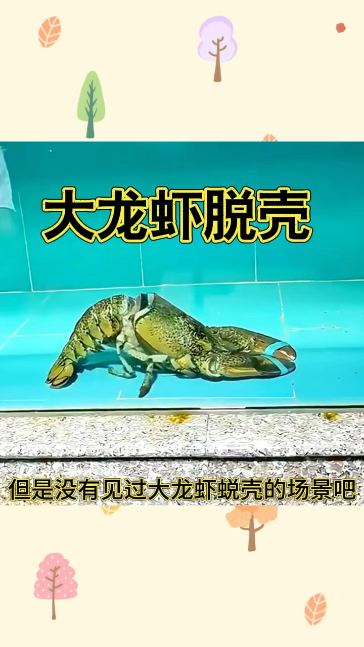 大龙虾脱壳,这样的肉很嫩