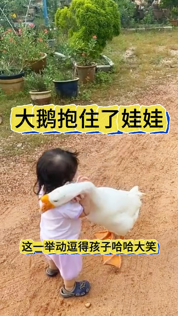 大鹅抱住了娃娃，逗小主人开心