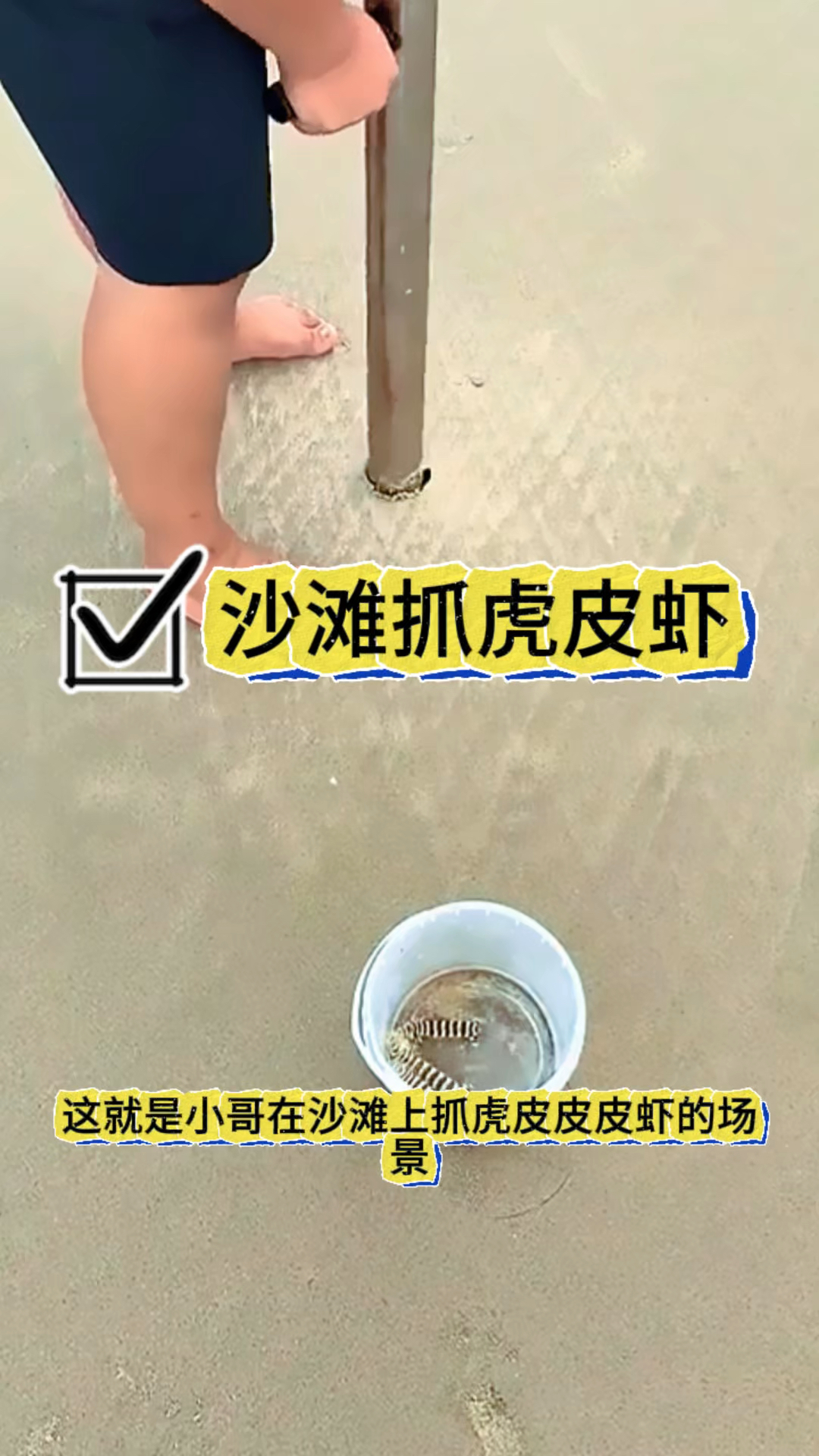 沙滩上抓虎皮虾，营养价值高