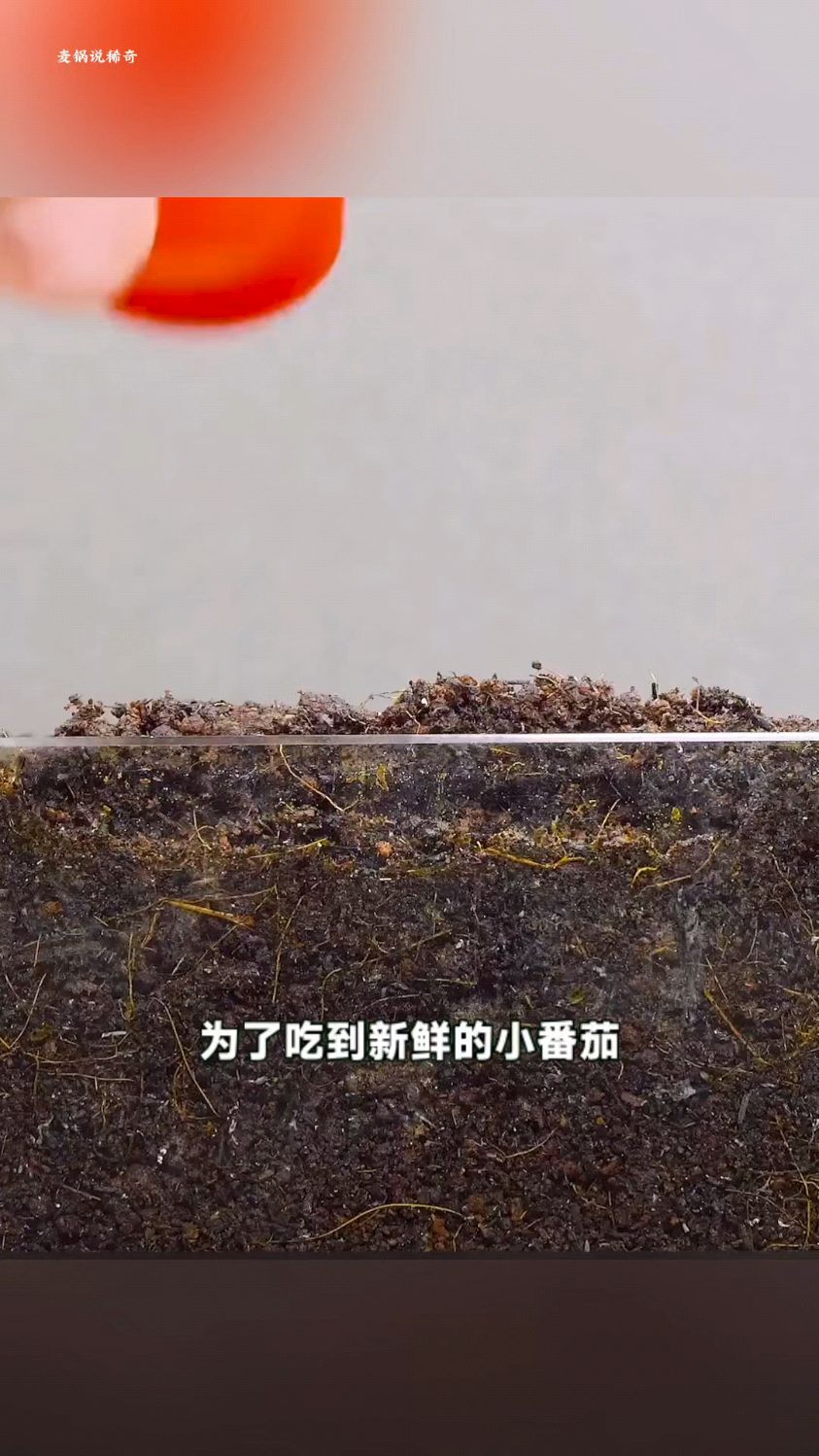 为了吃到新鲜的小番茄,男人把番茄种子放进土里,观察生长过程