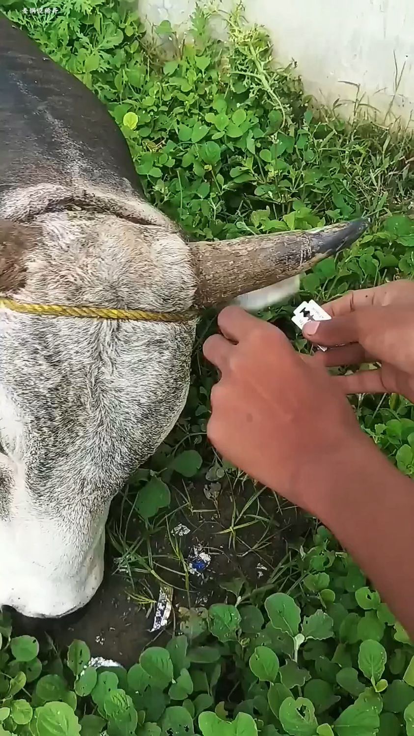 老牛头上的绳子已经捆了10年,小伙看到后,赶紧用刀片切割
