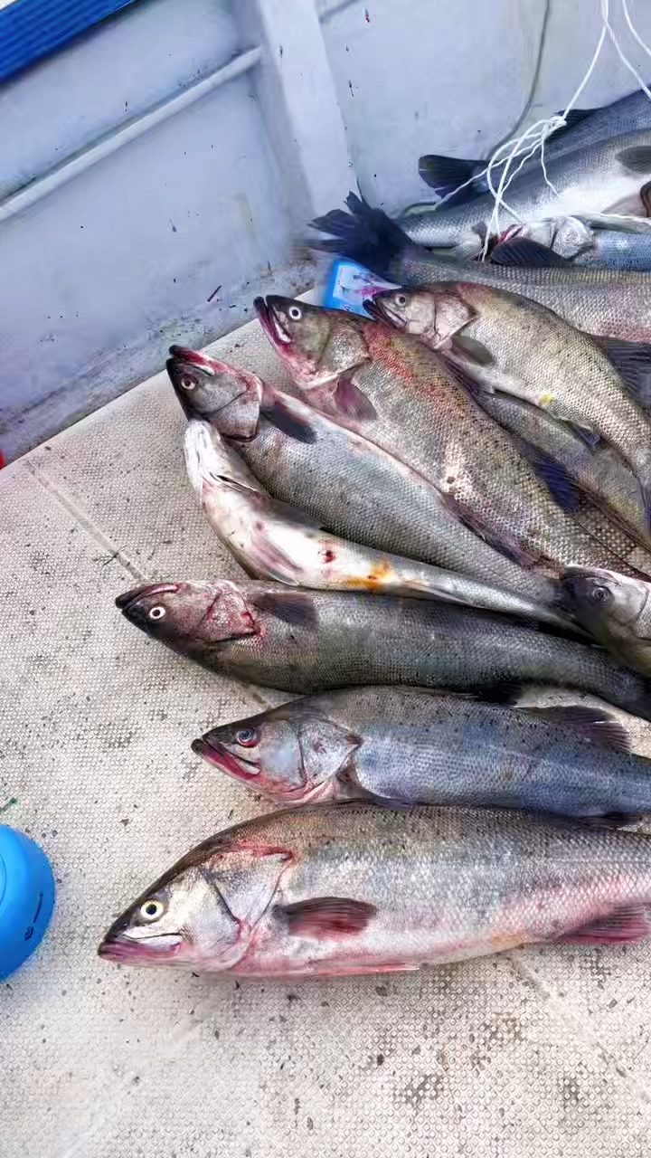 9月18日大宝海钓鲈鱼渔获分享,专业的人干专业的事,专业钓鱼