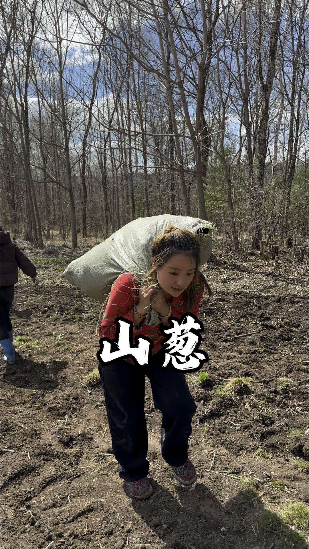 又能吃又能栽的山野菜!真好!还是多年生的!