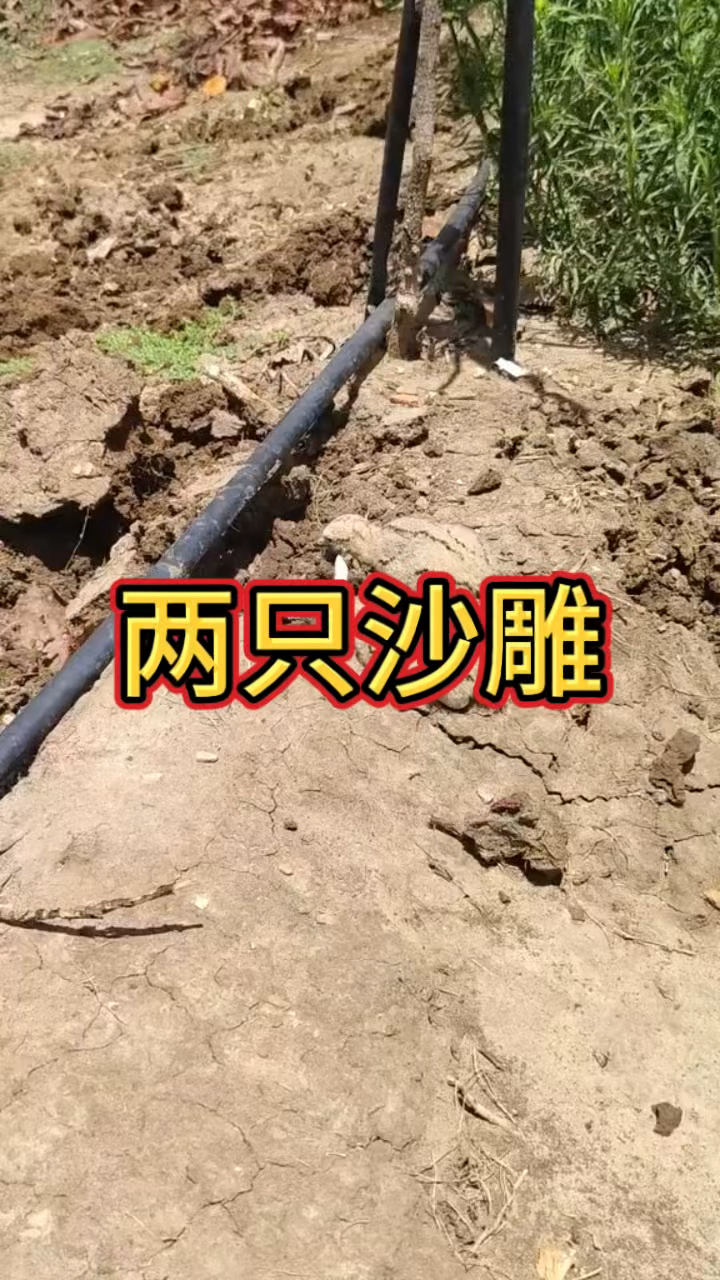 这两只小鸡也太可爱了