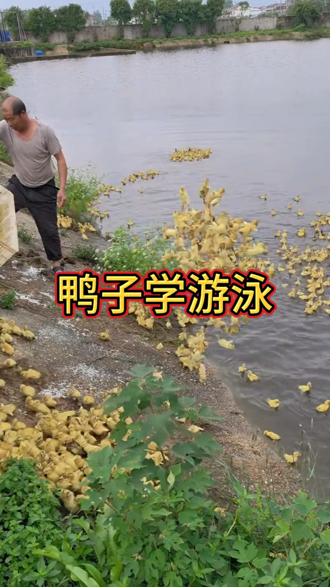 原来鸭子从小就学游泳
